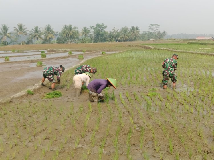 Babinsa Koramil 13 Banjarmangu Sengkuyung Bantu Tanam  Padi