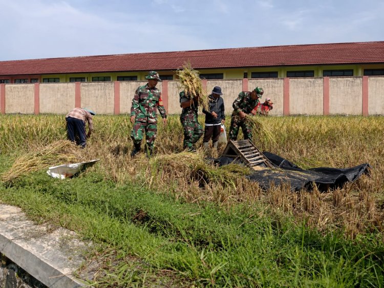 Babinsa Koramil 14 Madukara Dampingi Panen Padi Perkuat Kemanunggalan TNI-Rakyat