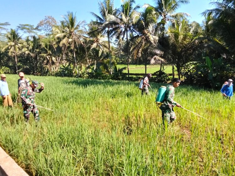 Danposramil Dan Babinsa Bantu Petani Penyemprotan Padi Untuk Membasmi Hama
