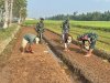 Babinsa dan Poktan Sekar Tani Bersama-sama Tanam Jagung di Musim Kemarau