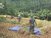 Babinsa Bantu Panen Padi Petani Wujudkan Ketahanan Pangan