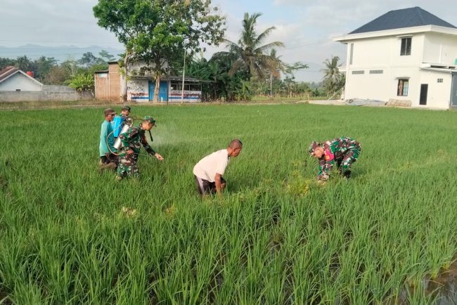 Babinsa Koramil 02 Klampok Dampingi Petani Semprot Padi Antisipasi Serangan Wereng Coklat