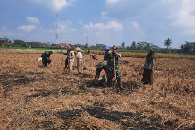 Koramil 03 Wanadadi Dampingi Poktan Maju Makmur Tanam Jagung