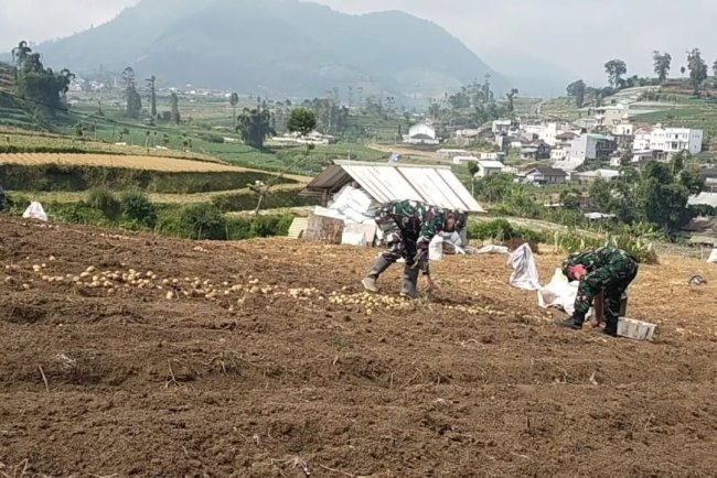 Babinsa Koramil 05 Batur Pendampingan dalam membantu petani