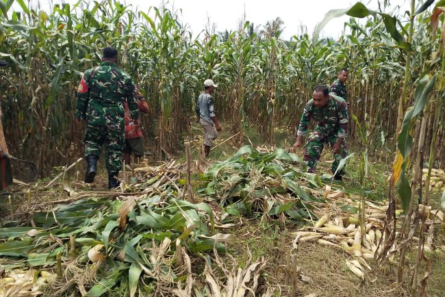 Babinsa Koramil 07/Mandiraja Bantu Petani Panen Jagung
