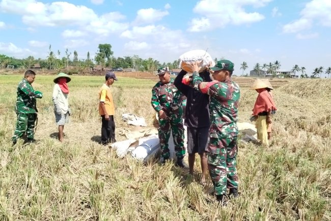 Dipenghujung Panen Raya Babinsa Panen Padi Bersama Petani