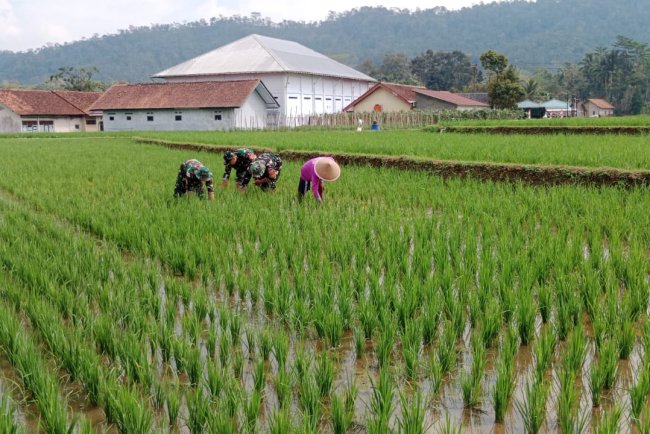 Babinsa Desa Tenggeles Koramil 14 Madukara pendampingan membantu penyiangan
