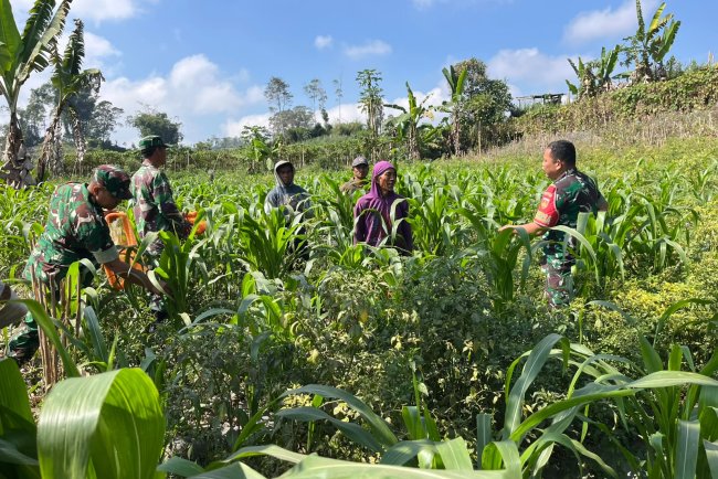 Dukung Ketahanan Pangan Anggota Koramil Dan Babinsa Turun Bantu Petani Perawatan Jagung