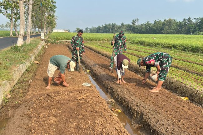 Babinsa dan Poktan Sekar Tani Bersama-sama Tanam Jagung di Musim Kemarau