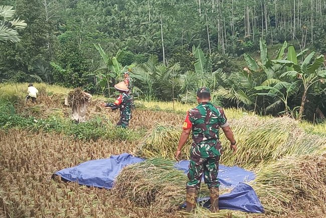 Babinsa Bantu Panen Padi Petani Wujudkan Ketahanan Pangan