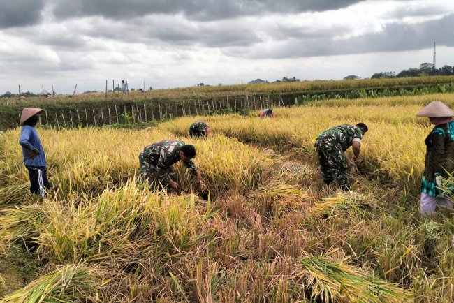 Penuh dengan Keakraban Babinsa Bantu Panen petani diwilayah Binaan