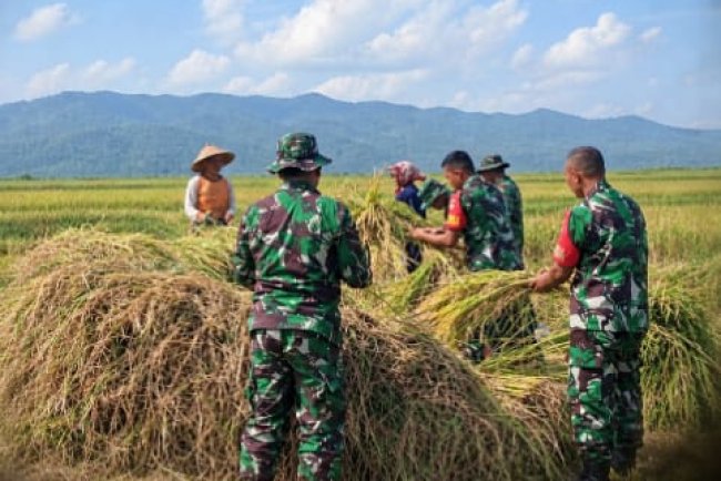 Wujudkan progam pemerintah Koramil 14/Madukara membantu proses panen padi bersama petani