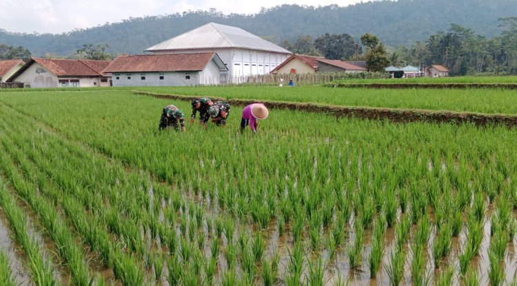 Babinsa Desa Tenggeles Koramil 14 Madukara pendampingan membantu penyiangan