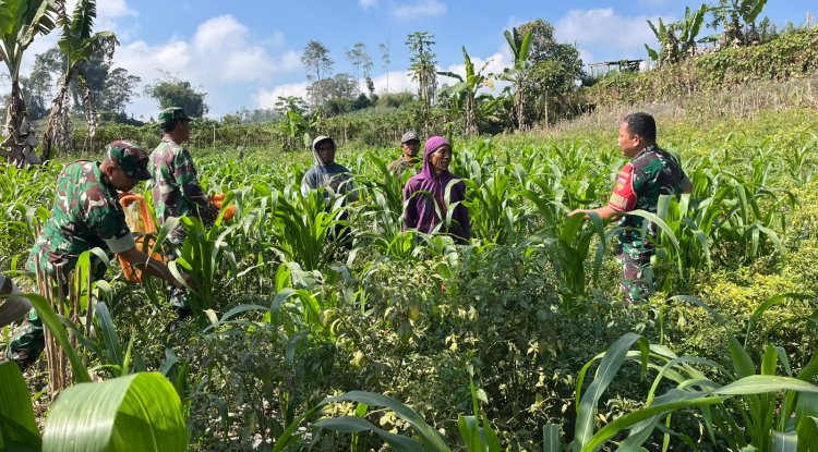 Dukung Ketahanan Pangan Anggota Koramil Dan Babinsa Turun Bantu Petani Perawatan Jagung