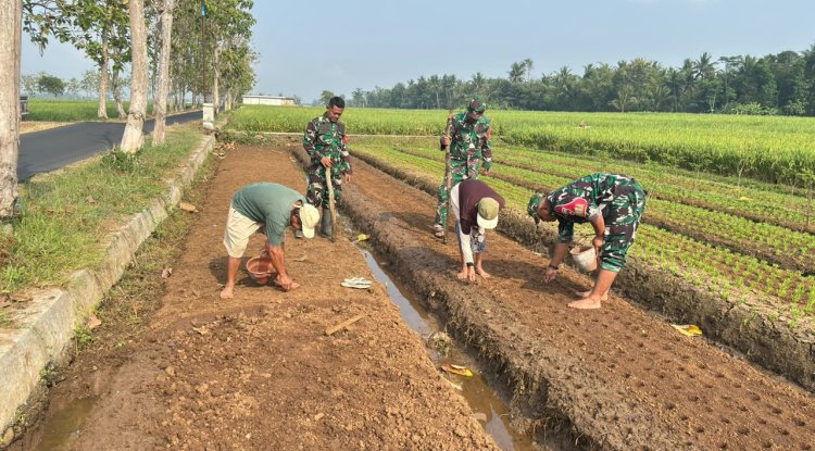 Babinsa dan Poktan Sekar Tani Bersama-sama Tanam Jagung di Musim Kemarau