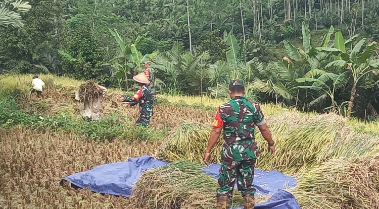 Babinsa Bantu Panen Padi Petani Wujudkan Ketahanan Pangan