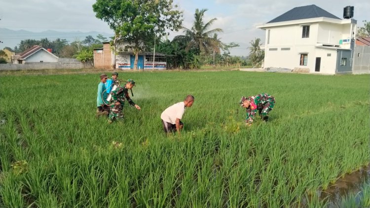 Babinsa Koramil 02 Klampok Dampingi Petani Semprot Padi Antisipasi Serangan Wereng Coklat