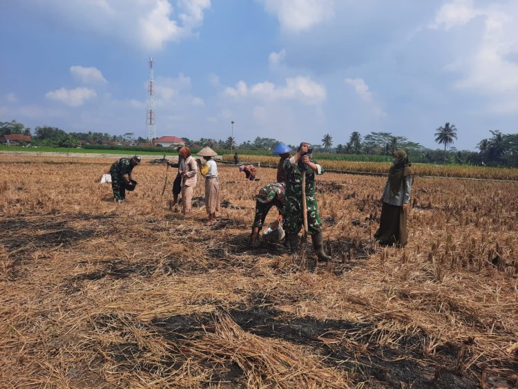 Koramil 03 Wanadadi Dampingi Poktan Maju Makmur Tanam Jagung