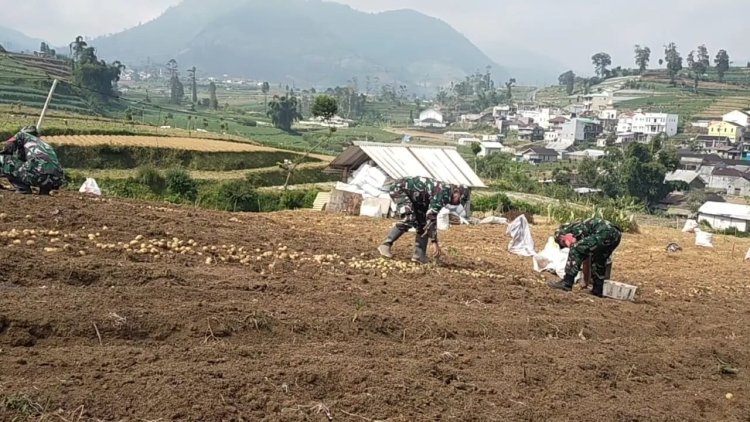 Babinsa Koramil 05 Batur Pendampingan dalam membantu petani