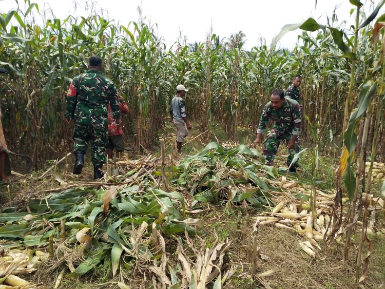 Babinsa Koramil 07/Mandiraja Bantu Petani Panen Jagung