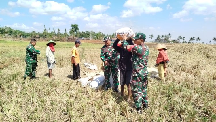 Dipenghujung Panen Raya Babinsa Panen Padi Bersama Petani
