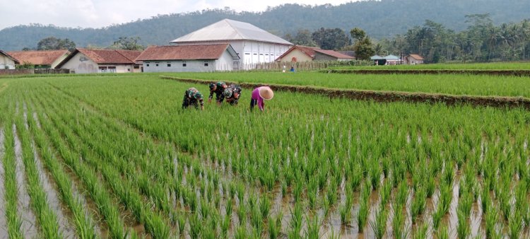 Babinsa Desa Tenggeles Koramil 14 Madukara pendampingan membantu penyiangan