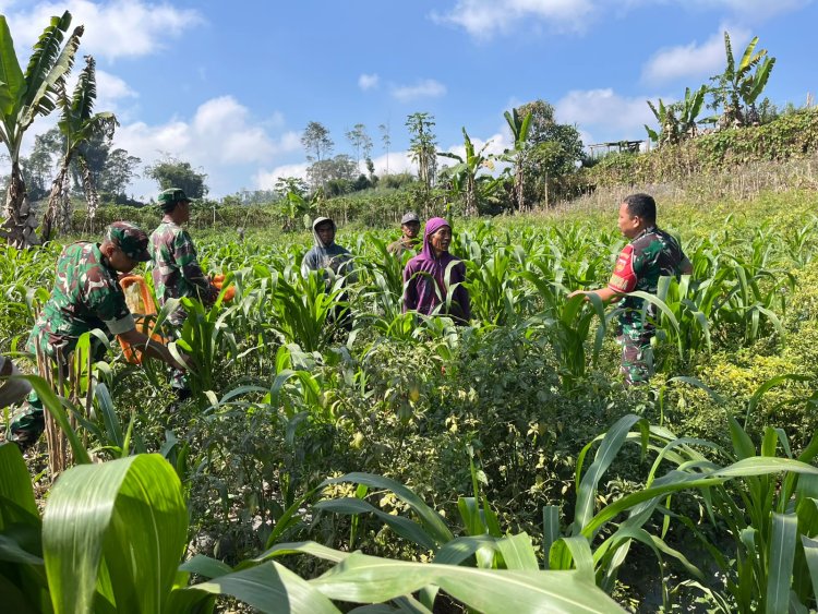 Dukung Ketahanan Pangan Anggota Koramil Dan Babinsa Turun Bantu Petani Perawatan Jagung