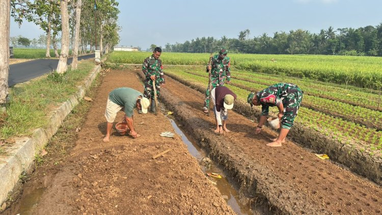 Babinsa dan Poktan Sekar Tani Bersama-sama Tanam Jagung di Musim Kemarau