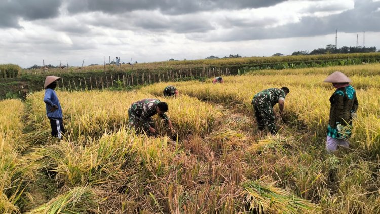 Penuh dengan Keakraban Babinsa Bantu Panen petani diwilayah Binaan