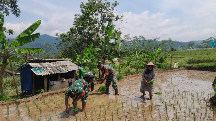 Danramil 12 Sigaluh Tanam Padi Bersama Poktan Maju Makmur Bojanegara