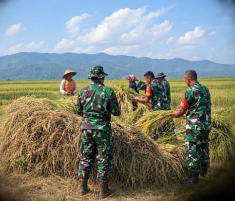 Wujudkan progam pemerintah Koramil 14/Madukara membantu proses panen padi bersama petani