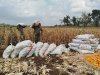 Mendukung Program Ketahanan Pangan Babinsa Membantu Pentani Saat Penan jagung diwilayah