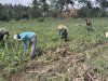 Anggota Koramil 10/Bawang Bersama Kelompok Tani Desa Mantrianom Lakukan Perawatan Tanaman Jagung