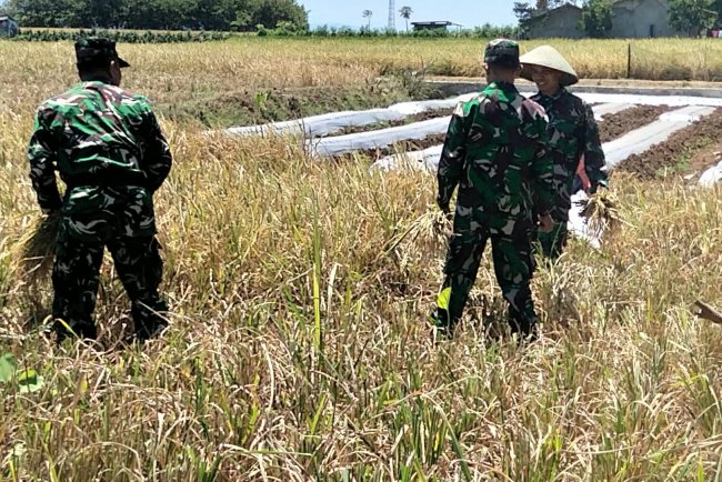 Panen Padi Bersama Poktan Margi Tani Babinsa Koramil 15/Rakit Perkuat Pendampingan Ketahanan Pangan