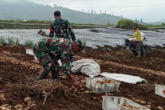Danramil 05/Batur Bersama Kelompok Tani Panen Kentang di Dieng, Cuaca dan Harga Pasar Jadi Perhatian