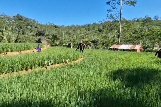 Berantas Hama Tanaman Babinsa Koramil 04 Karangkobar Bantu Petani Semprot Tanaman Padi