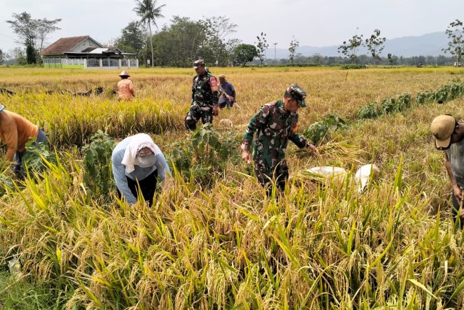 Koramil 02/Klampok Melaksanakan Panen Padi Bersama Poktan Sampurna Desa Kalimandi