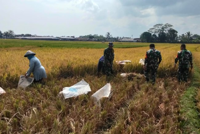 Babinsa Bantu Panen Padi Petani Wujudkan Ketahanan Pangan Nasional