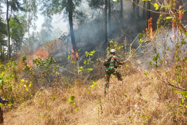 Babinsa Koramil 07/Mandiraja Bersama Tim Gabungan Padamkan Kebakaran Lahan Pinus di Glempang