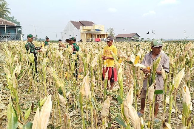 Babinsa Panen Jagung Bersama Masyarakat Susukan