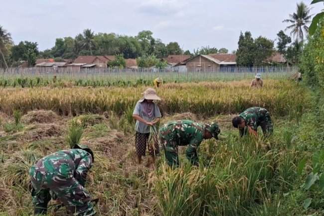 Danramil 08/Purwanegara Pimpin Pendampingan Panen Padi di Desa Danaraja Wujudkan Ketahanan Pangan