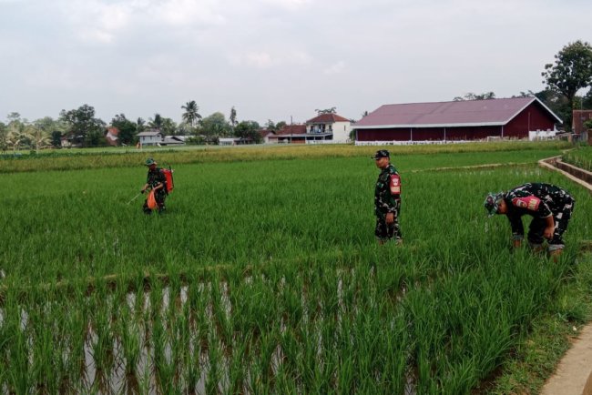 Peduli dengan ketahanan pangan babinsa membantu petaniperawatan padi