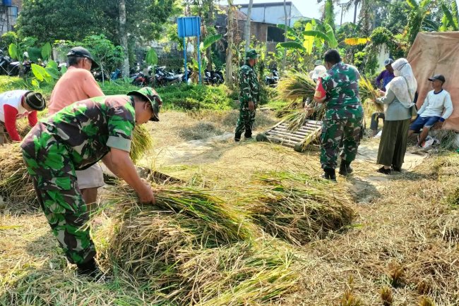 Dukung Ketahanan Pangan, Babinsa Koramil 01/Banjarnegara Dampingi Petani Panen Padi