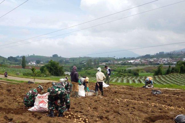 Danramil 05/Batur Dampingi Petani Panen Kentang di Desa Pekasiran