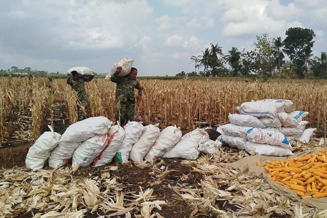 Mendukung Program Ketahanan Pangan Babinsa Membantu Pentani Saat Penan jagung diwilayah
