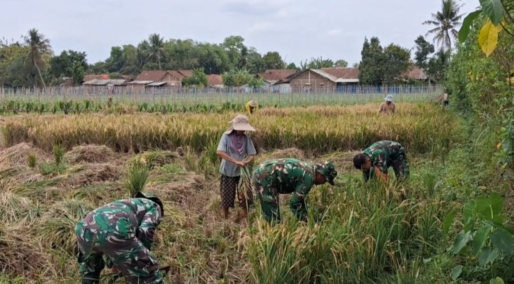 Danramil 08/Purwanegara Pimpin Pendampingan Panen Padi di Desa Danaraja Wujudkan Ketahanan Pangan