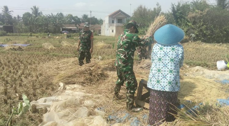 Bantu Petani Saat Musim Panen, Danramil 15/Rakit dan Babinsa Turun ke Sawah Bersama Poktan Margo Tani