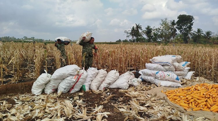 Mendukung Program Ketahanan Pangan Babinsa Membantu Pentani Saat Penan jagung diwilayah