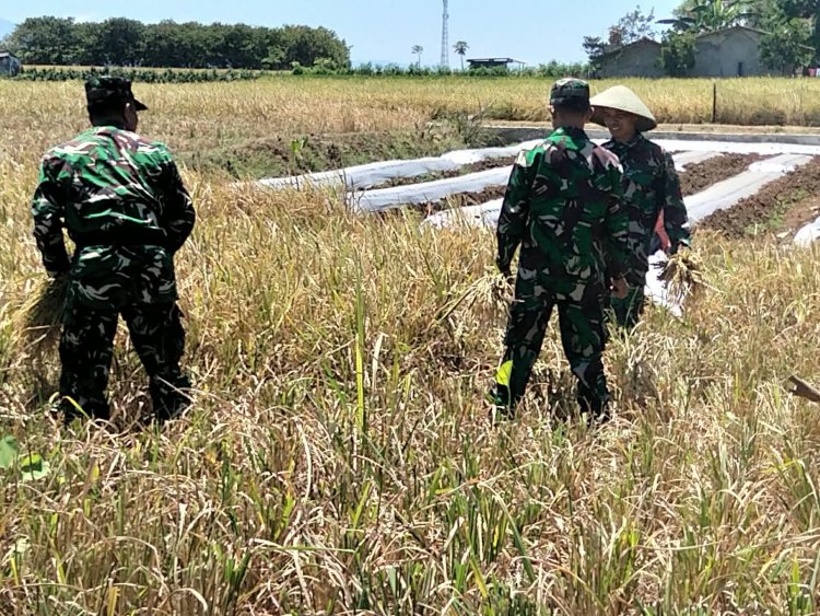 Panen Padi Bersama Poktan Margi Tani Babinsa Koramil 15/Rakit Perkuat Pendampingan Ketahanan Pangan