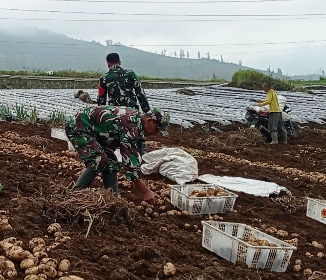 Danramil 05/Batur Bersama Kelompok Tani Panen Kentang di Dieng, Cuaca dan Harga Pasar Jadi Perhatian